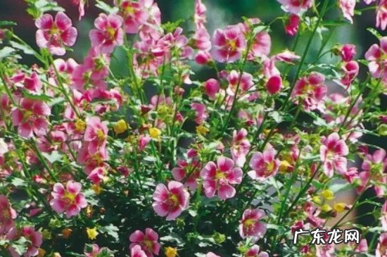 木槿花花蕾没开就掉了咋回事 木槿花苞没开就掉了怎么办