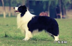 有人养比特能报警吗 养比特犬危险吗
