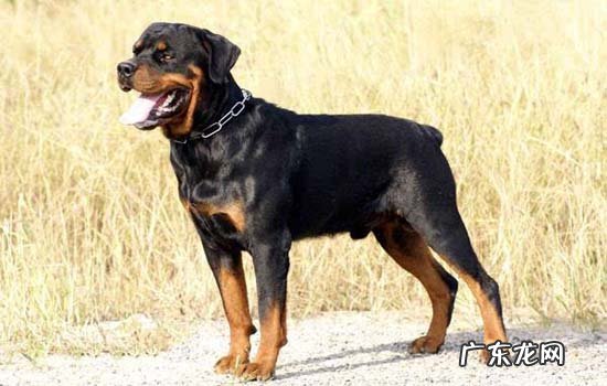 比特犬会保护主人吗 比特犬可以当宠物养吗