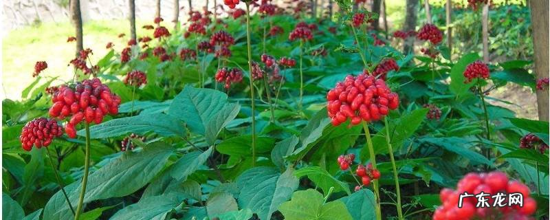 西洋参花的作用与功效,人参花与西洋参花的功效