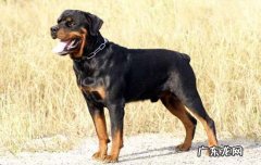 昆明犬哪个品种最好 如何让昆明犬快速立耳