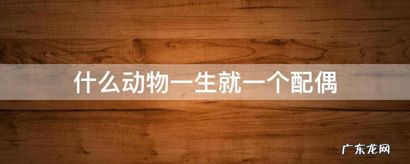 什么动物一生就一个配偶