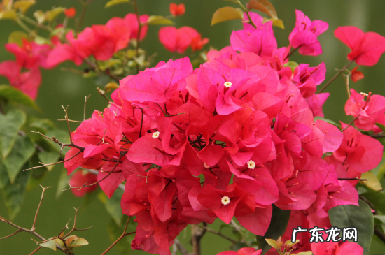 叶子花怎么修剪才控制枝条长的快 叶子花怎么修剪