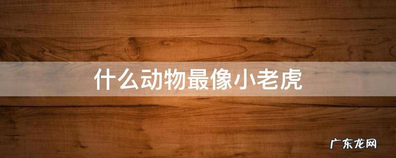 什么动物最像小老虎
