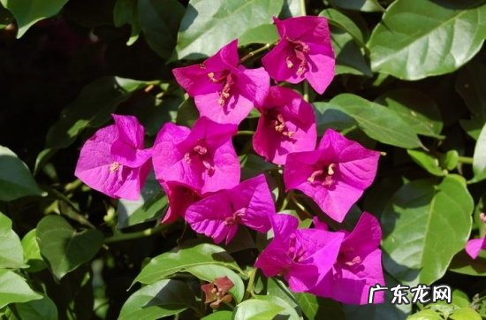 叶子怎么花 怎样使叶子花多开花
