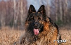 巴哥一生认几个主人? 成年比格犬还认新主人吗