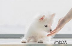 博美贵还是比熊贵 比熊犬和博美的区别