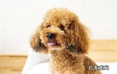泰迪4个月一般几斤 小型泰迪犬能长几斤重