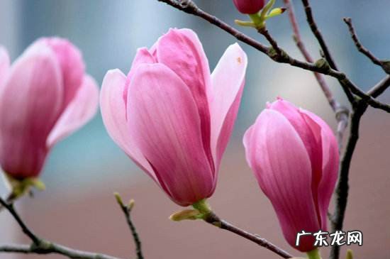 玉兰花食用方法 哪种玉兰花可以食用