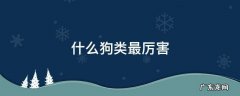 什么狗类最厉害
