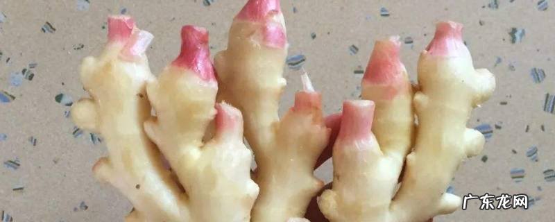 仔姜怎么存放时间长,仔姜保存的最好最新鲜的方法
