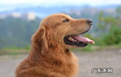 2021年养狗新规 金毛寻回犬掉毛程度