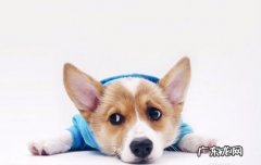 迷你犬品种大全及图片 迷你小狗品种