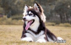 二哈幼犬价格一般多少 二哈是什么狗