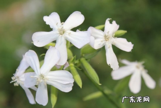石碱花图片 石碱花的养殖方法