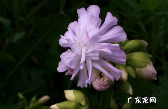 石碱花图片 石碱花的养殖方法