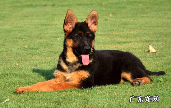 马犬几个月开始护主 马犬只认一个主人吗