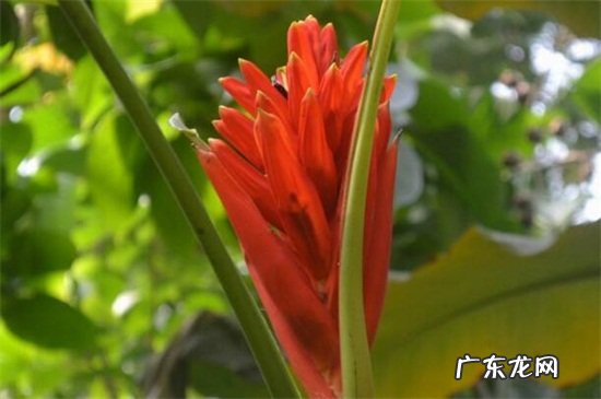 香蕉常见病虫害防治 红花蕉的病害及其防治