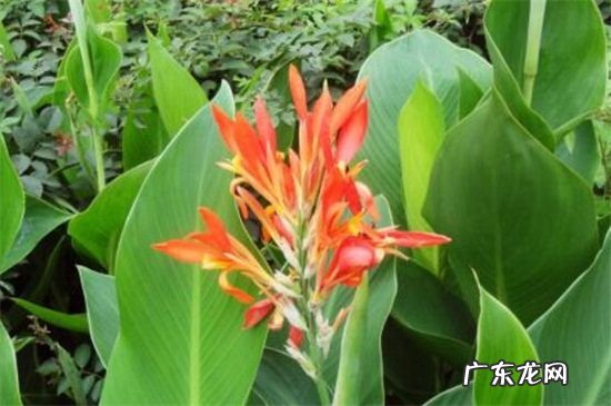 香蕉常见病虫害防治 红花蕉的病害及其防治