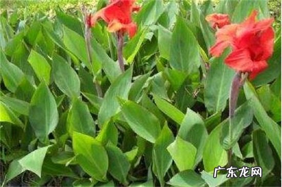 香蕉常见病虫害防治 红花蕉的病害及其防治