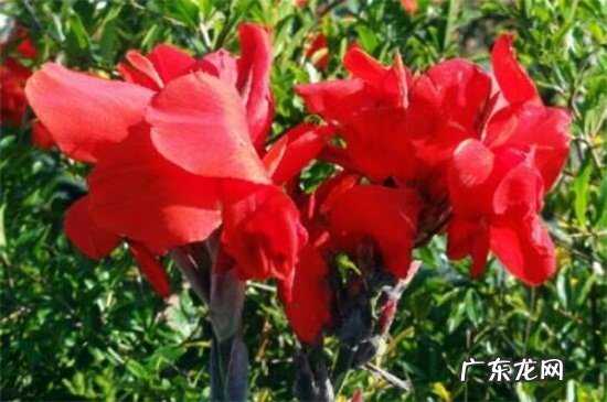 香蕉常见病虫害防治 红花蕉的病害及其防治