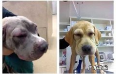 怎样看出幼犬认主人了 幼犬多久才会认主人