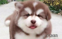 狗中三精 狗中三傻是哪三种狗