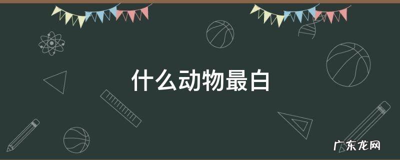 什么动物最白