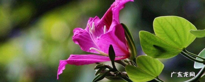 洋紫荆介绍 洋紫荆本名是什么