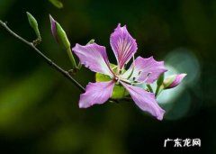 羊蹄甲百科 羊蹄甲的繁殖方式
