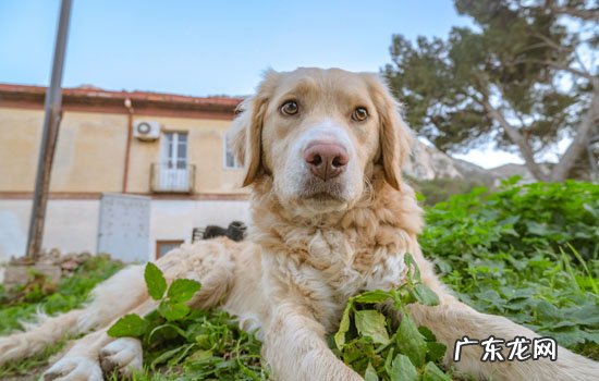 小金毛犬品相标准图解 金毛怎么看品相好不好