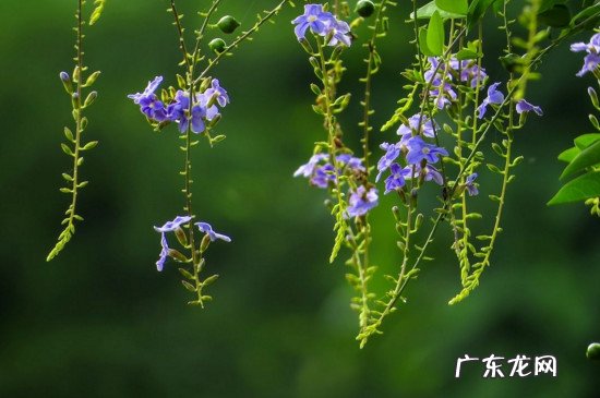 金露花有毒吗 金露花为何致癌