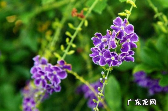 金露花有毒吗 金露花为何致癌