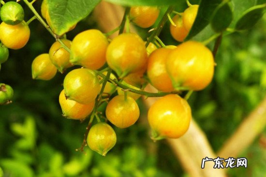 金露花有毒吗 金露花为何致癌