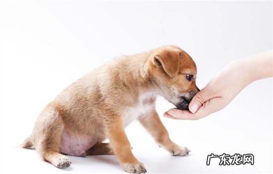 杜宾犬 舒柏奇犬有尾巴吗