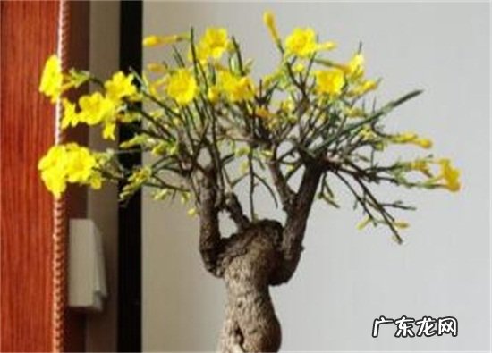 迎春和连翘的开花时间一样吗 连翘与迎春花的区别