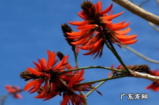 刺桐花代表什么 龙牙花和刺桐的区别