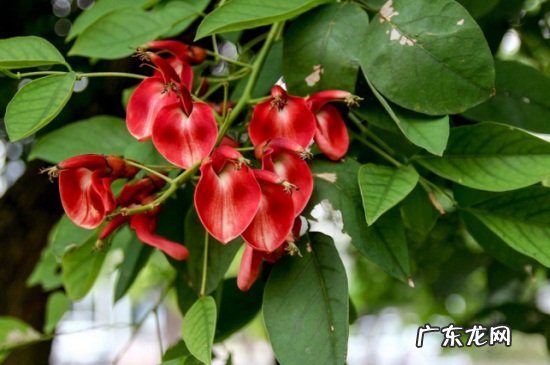 刺桐花代表什么 龙牙花和刺桐的区别