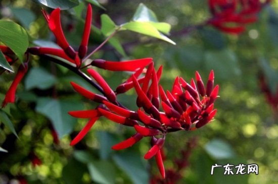 刺桐花代表什么 龙牙花和刺桐的区别