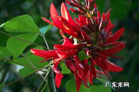 刺桐花代表什么 龙牙花和刺桐的区别