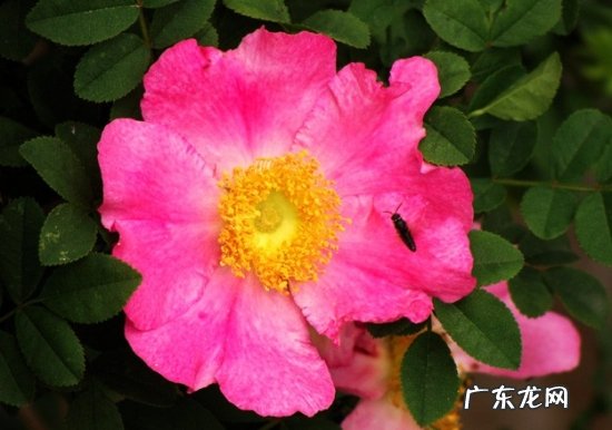 梨花怎么养 刺梨花的养殖方法