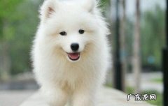 养银狐犬哪些不能做 银狐犬和萨摩的区别在哪
