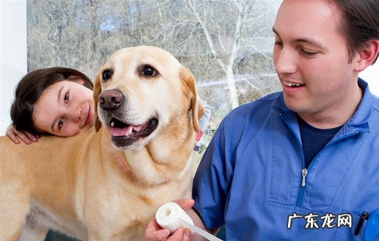 什么狗狗最温顺 三种最不咬人的狗