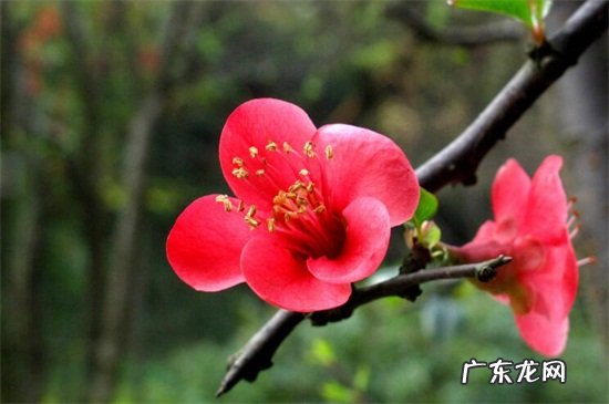 贴梗海棠的种植方法 贴梗海棠繁殖方法大全