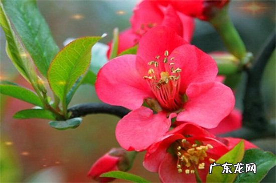 贴梗海棠的种植方法 贴梗海棠繁殖方法大全