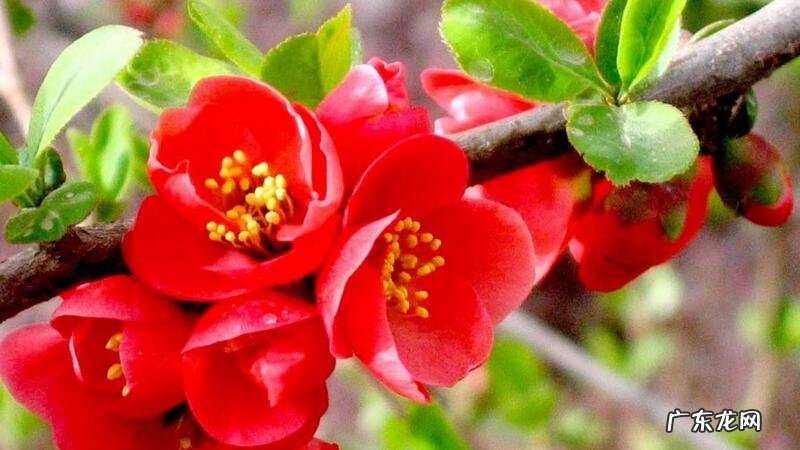 贴梗海棠的种植方法 贴梗海棠繁殖方法大全