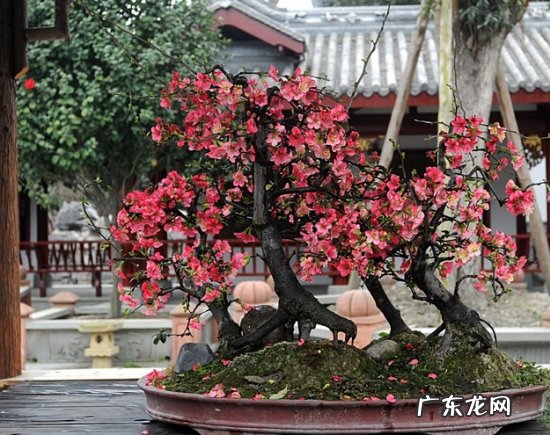 贴梗海棠花图片及名称 贴梗海棠的价格