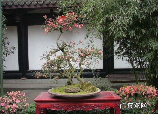 贴梗海棠花图片及名称 贴梗海棠的价格