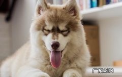 狗狗十大禁忌食物 新手养狗忌讳
