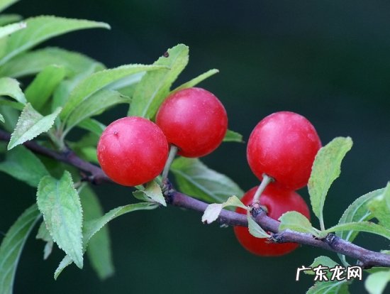 郁李的养殖方法